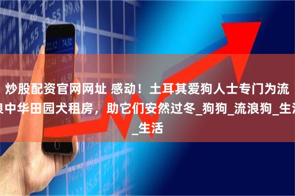 炒股配资官网网址 感动！土耳其爱狗人士专门为流浪中华田园犬租房，助它们安然过冬_狗狗_流浪狗_生活
