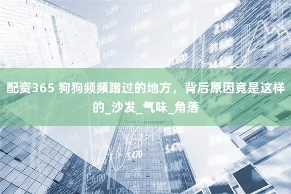 配资365 狗狗频频蹭过的地方，背后原因竟是这样的_沙发_气味_角落