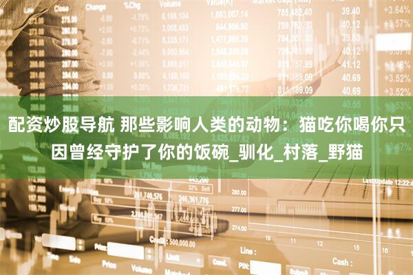配资炒股导航 那些影响人类的动物：猫吃你喝你只因曾经守护了你的饭碗_驯化_村落_野猫